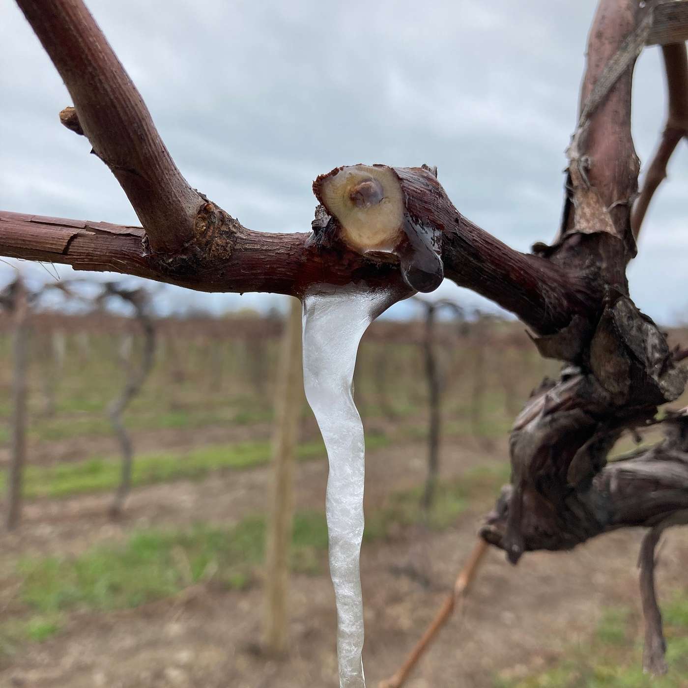 Season 2 Episode 19: Here We Go! Phenology Update and Pests to Watch For episode artwork