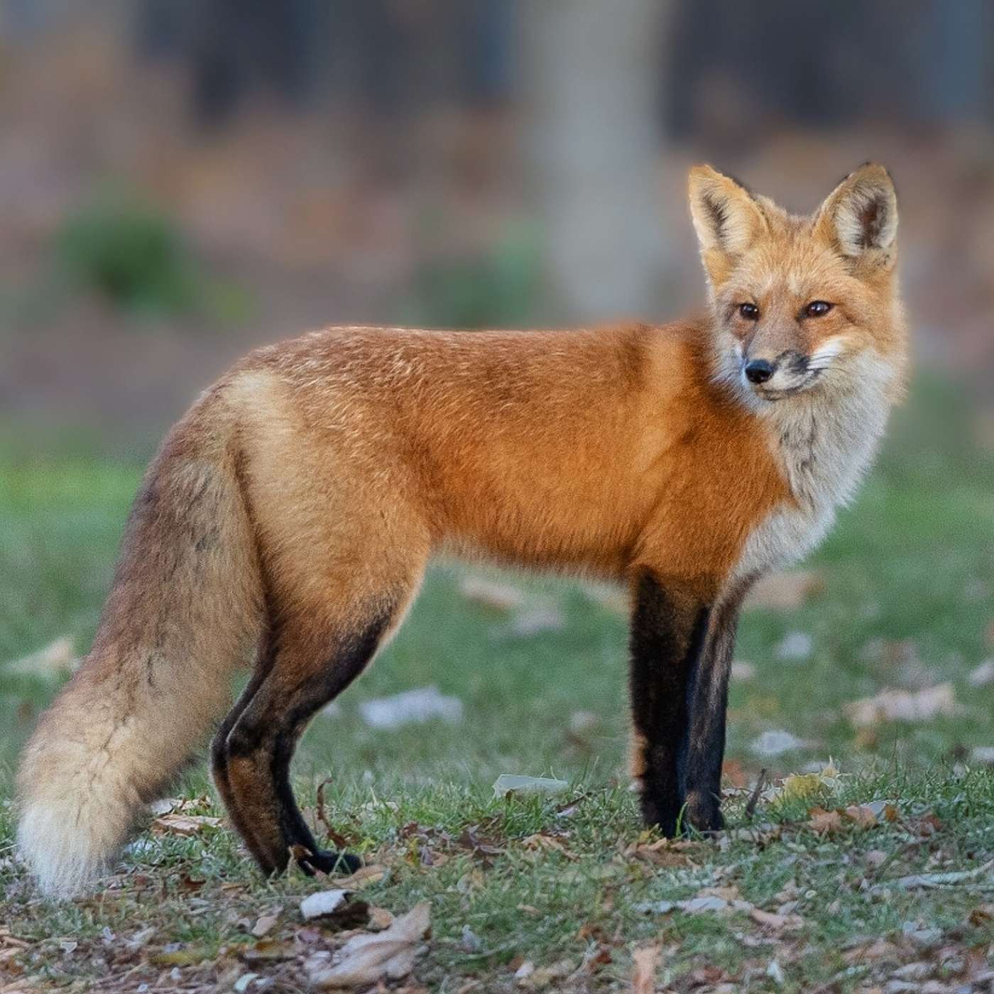 Catch for us the foxes, the little foxes that ruin the vineyards