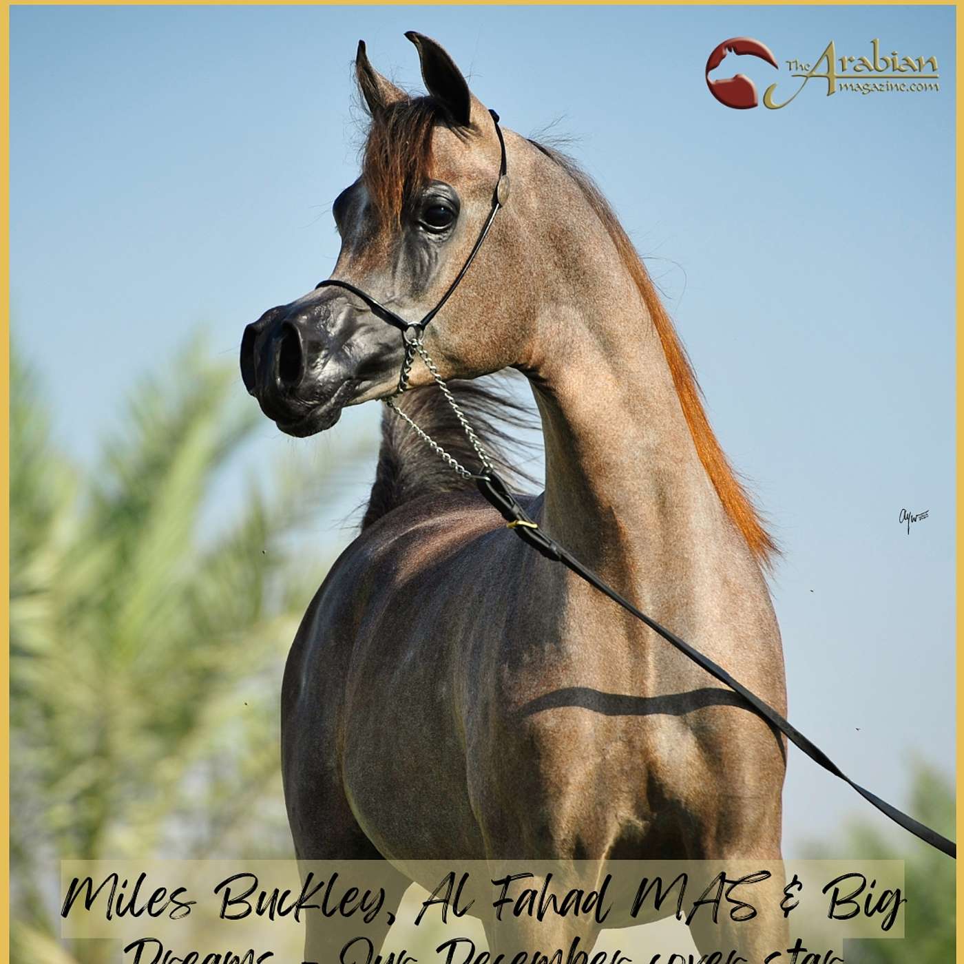 Ep 33 - Miles Buckley, Al Fahad MAS & Big Dreams