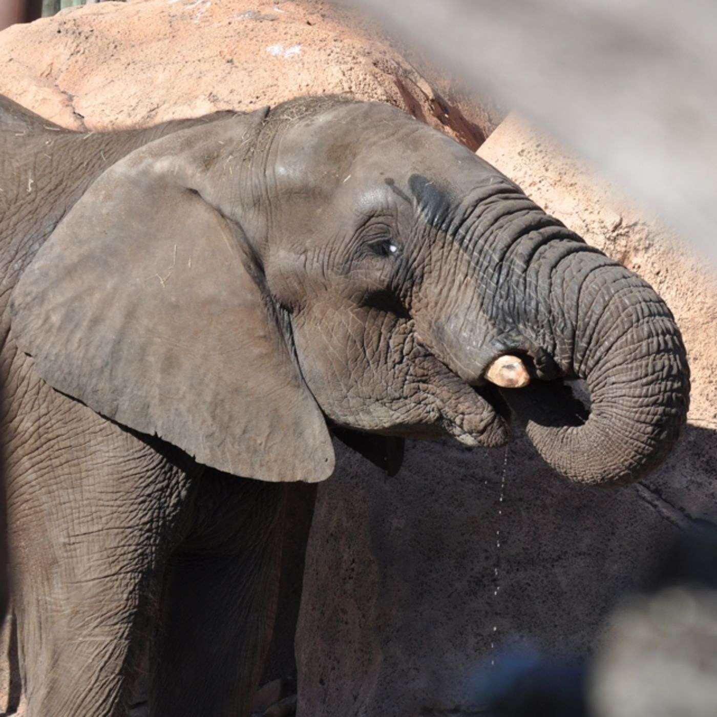 Episode 42: How Preppers Can Eat An Elephant