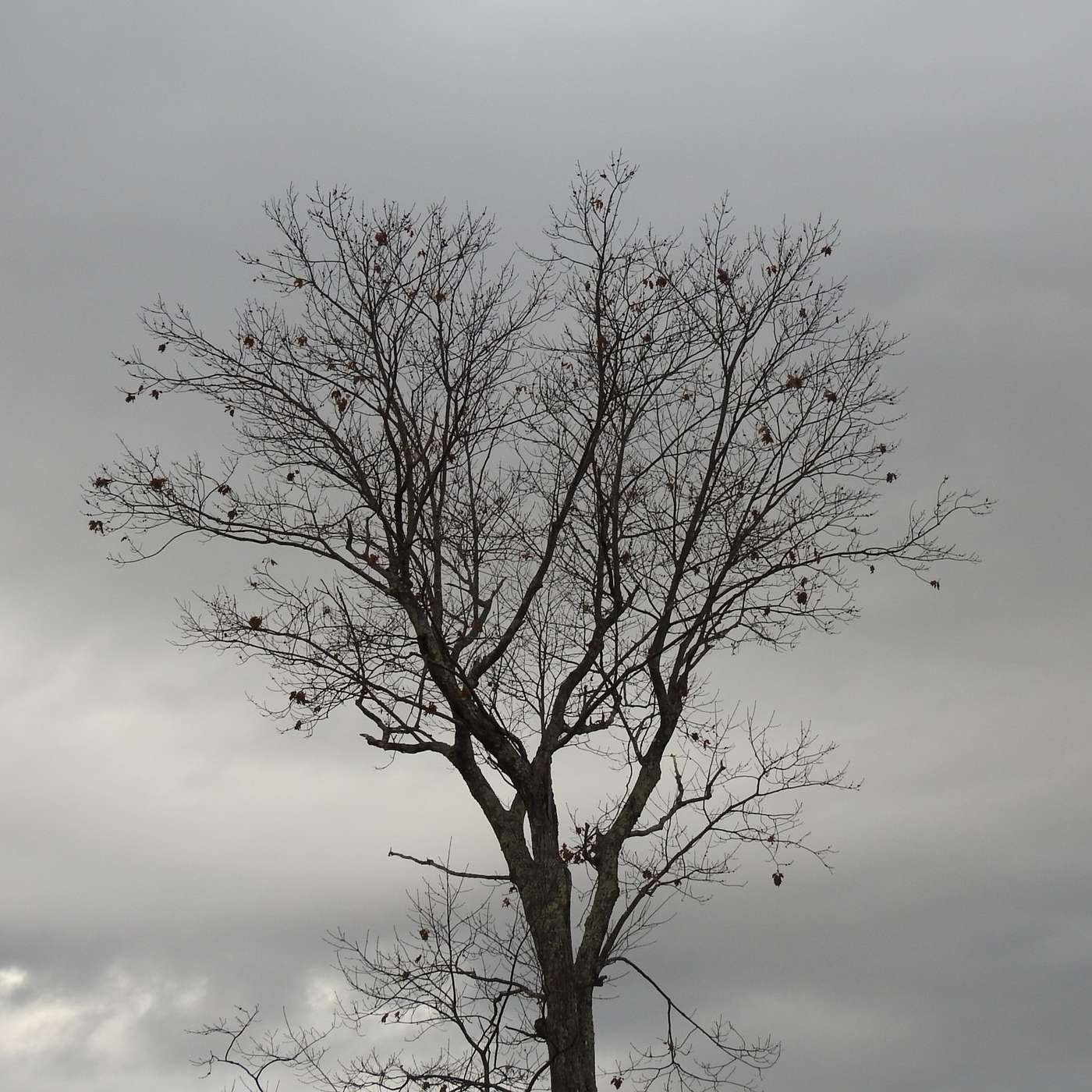 STANDING TALL AGAINST THE SKY
