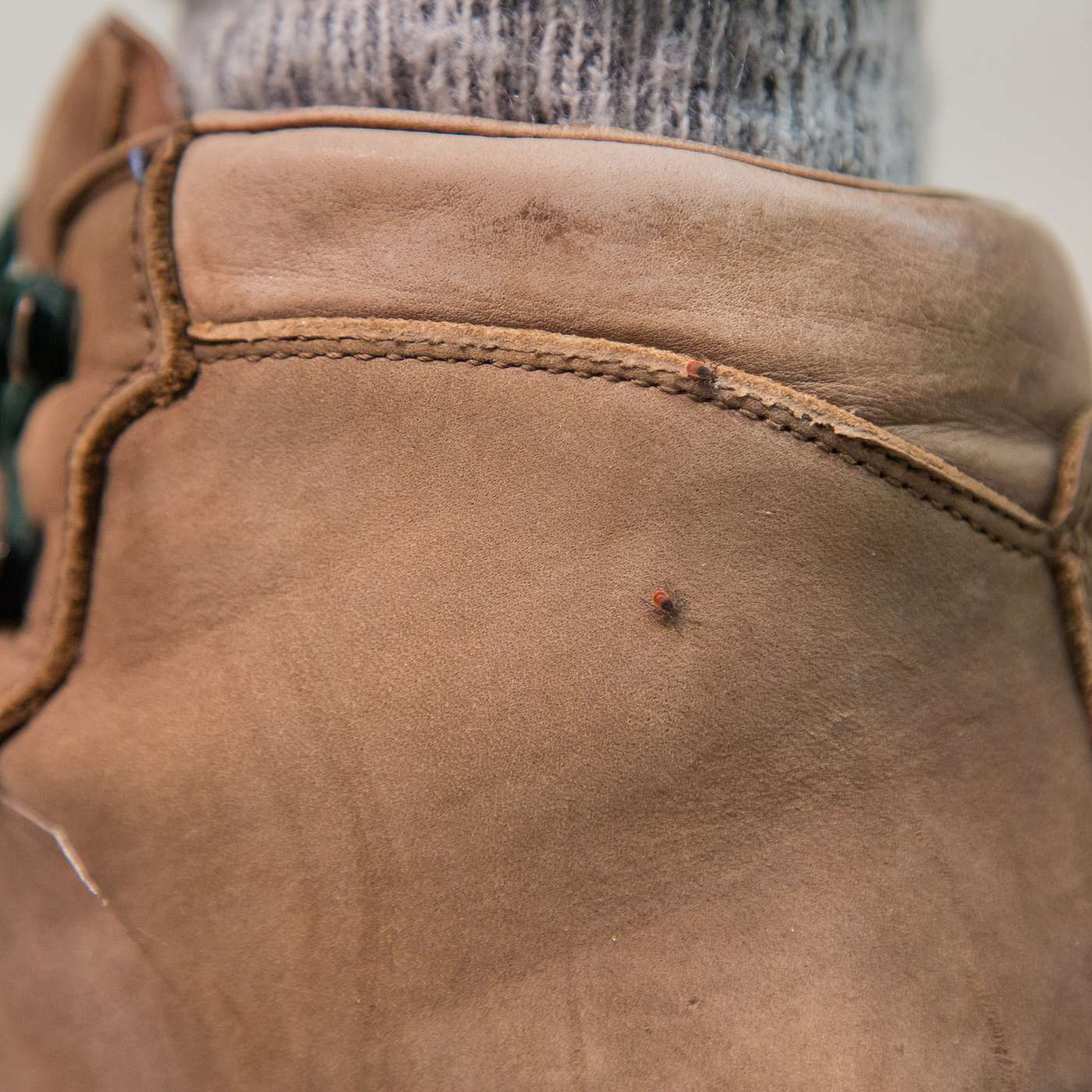 Strung Out Episode 195.  TICKS-COMING TO A TREE NEAR YOU.