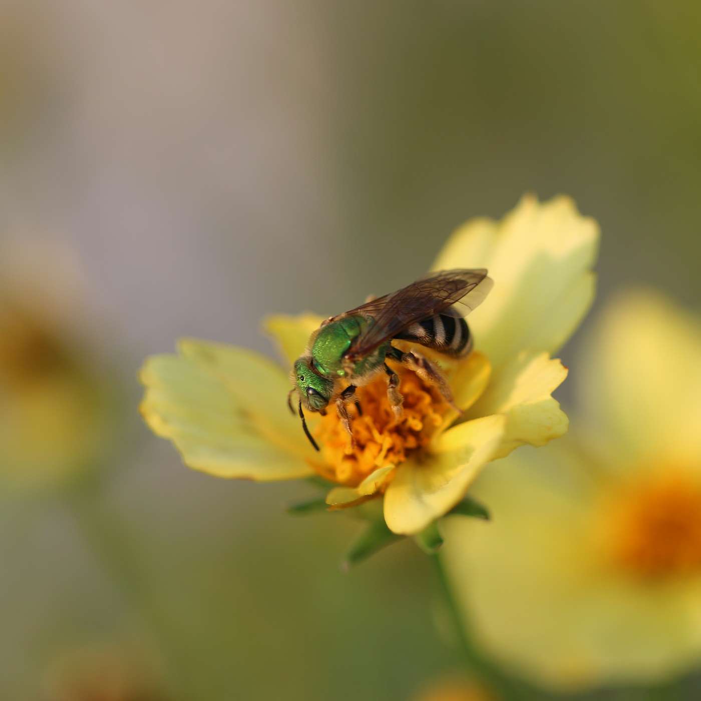 Bring Back the Pollinators: Four Simple Steps to Save the Bees
