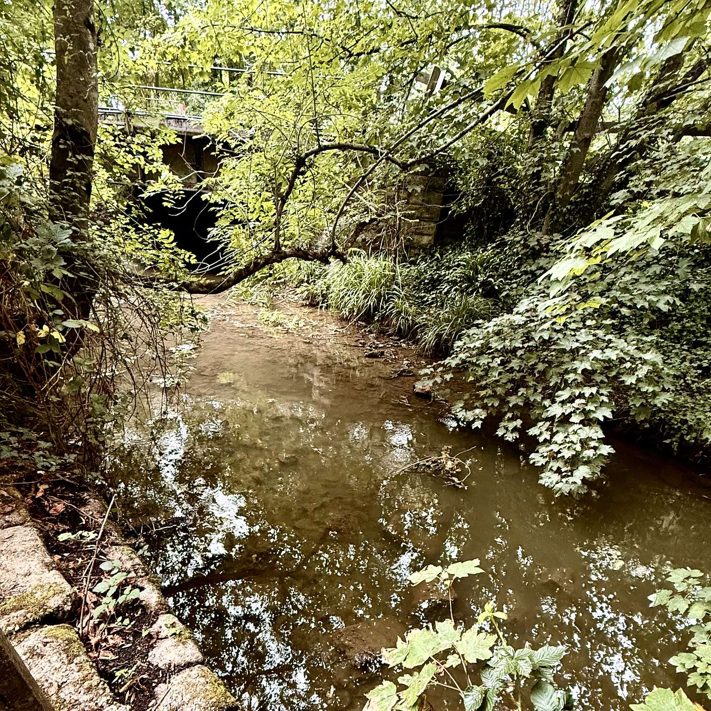 Wessex Woods; Good Saint Edith; and the Trail of Becket’s Bones