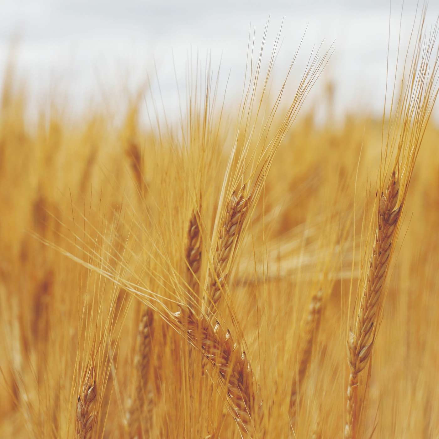Farming with the premise of reducing reliance on chemicals