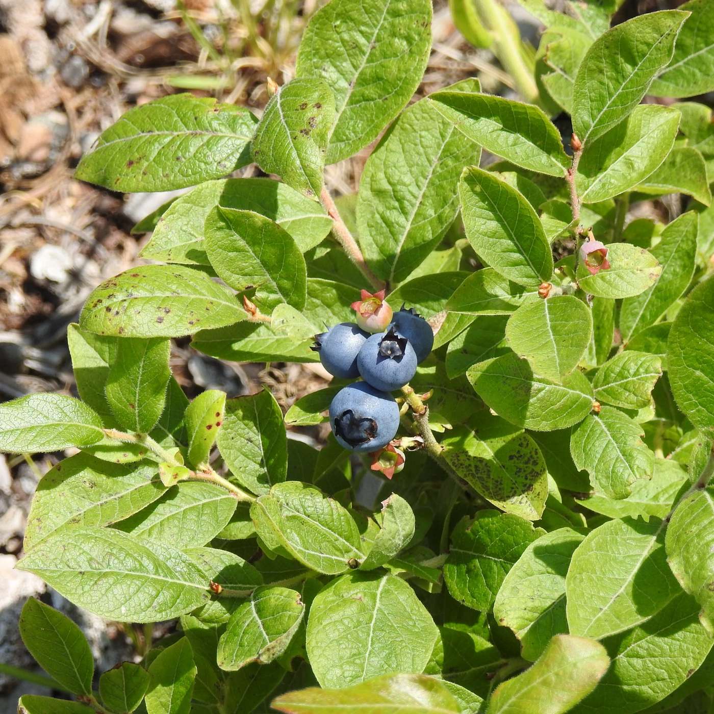 A MID-SUMMER TREAT