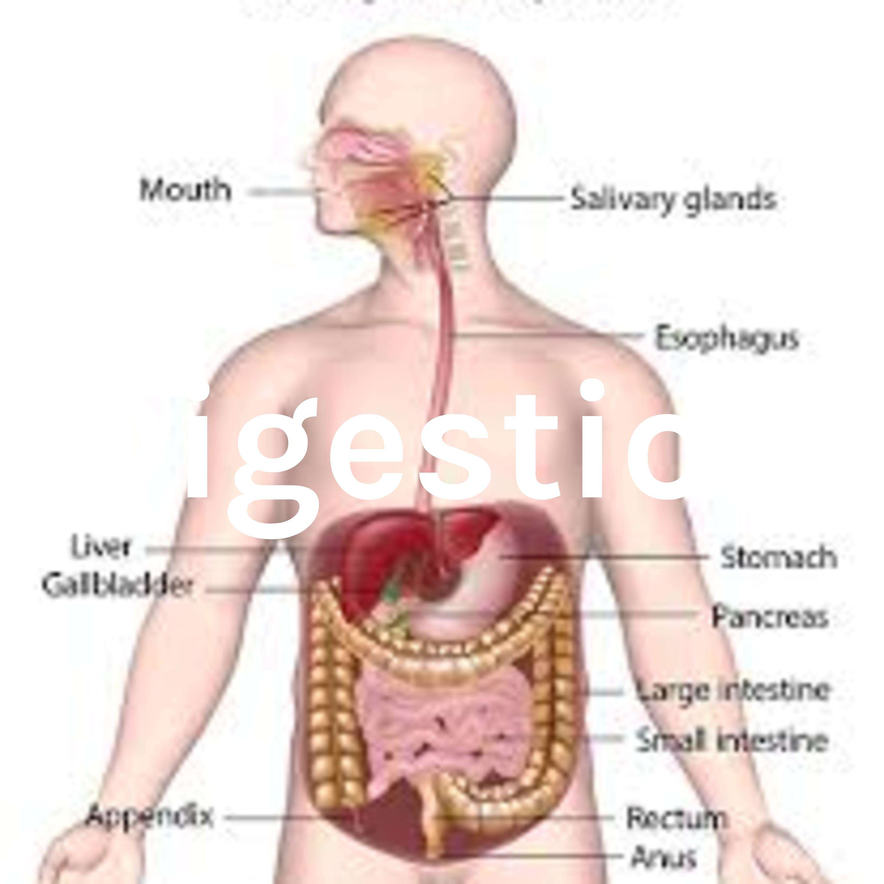 Digestion