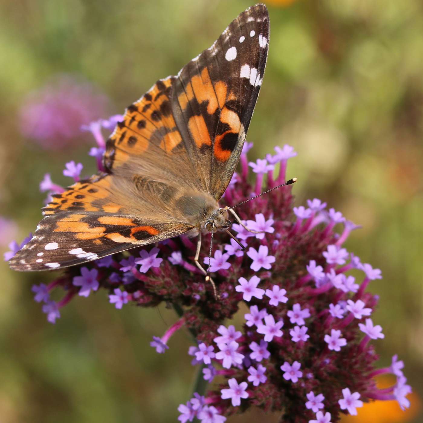 Bug Banter with the Xerces Society