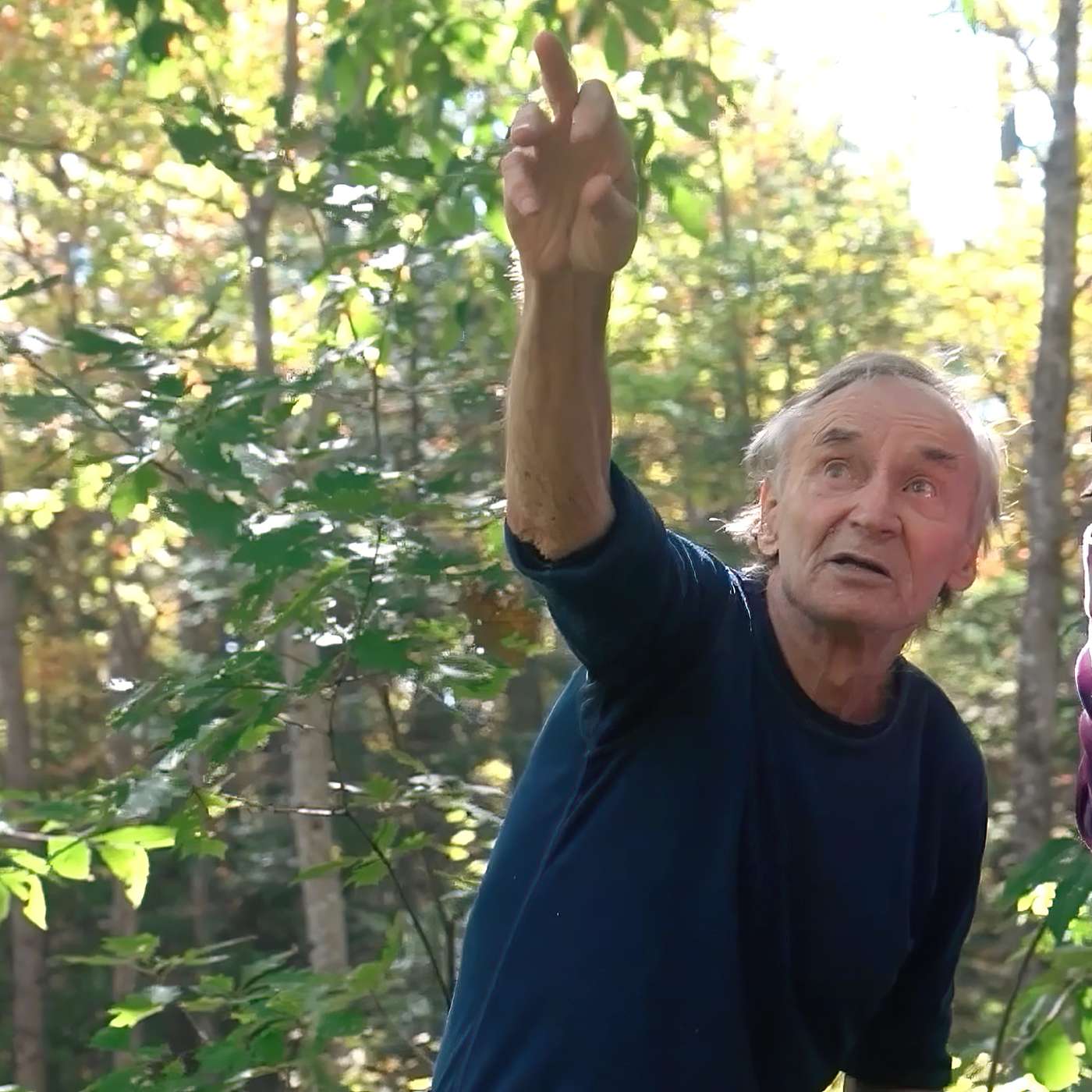 American chestnut Revival on A Scientist’s Land In Maine