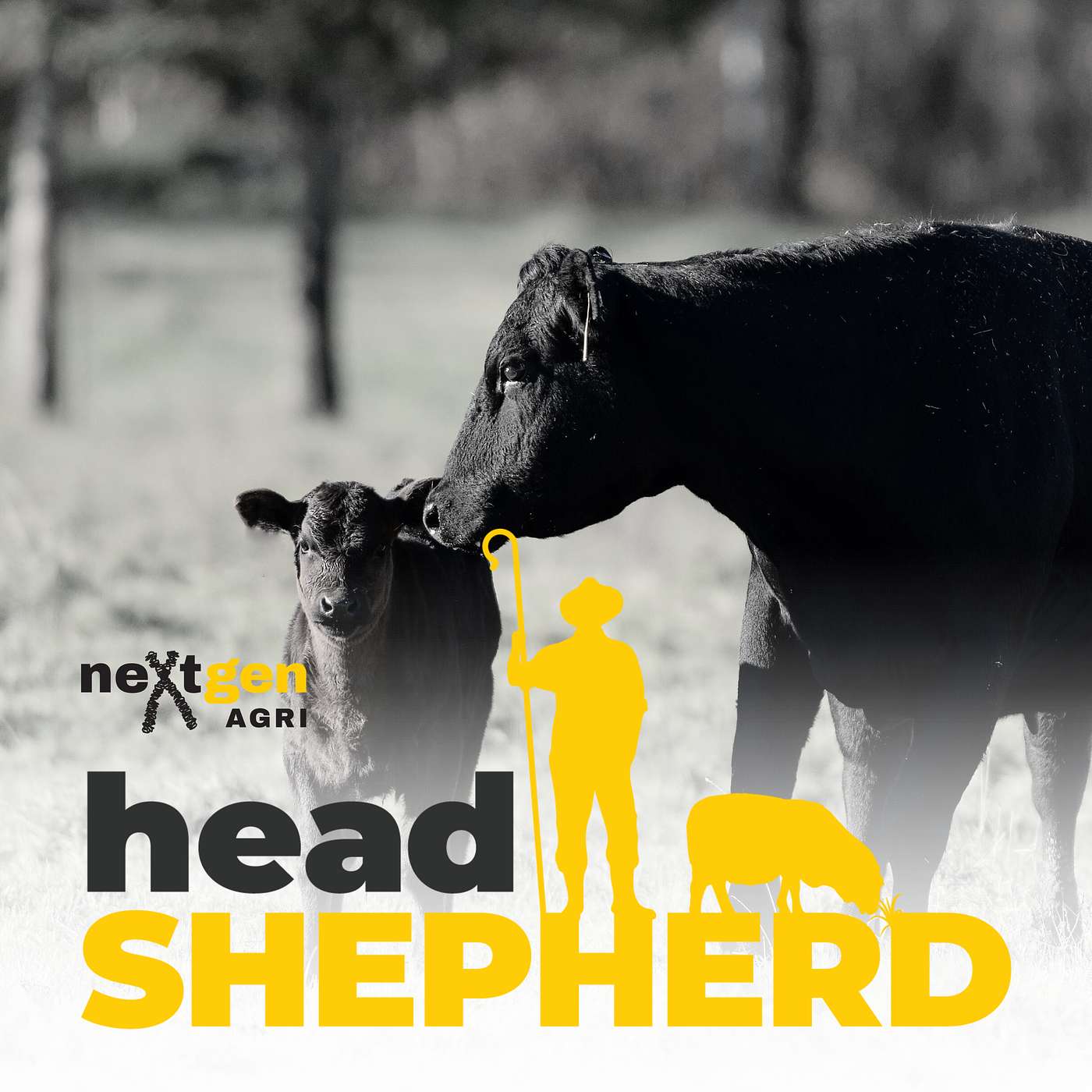 Fat, fertility and the genetics of cow performance with Professor Wayne Pitchford Fat, fertility and the genetics of cow performance with Professor Wayne Pitchford