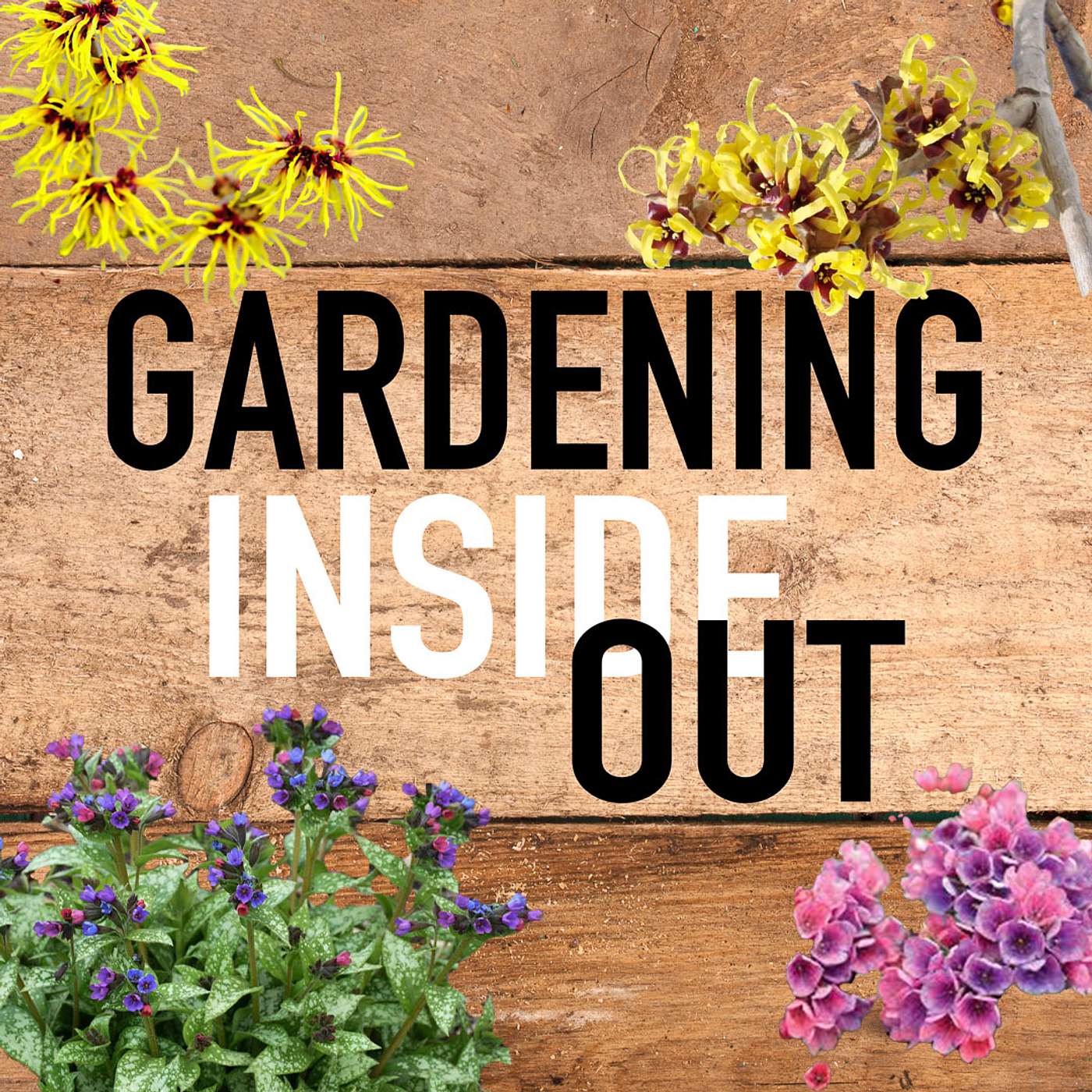 Ep. 128 | Blast blooms, Dormant oil, Cutting back oakleaf hydrangeas | Jan 10