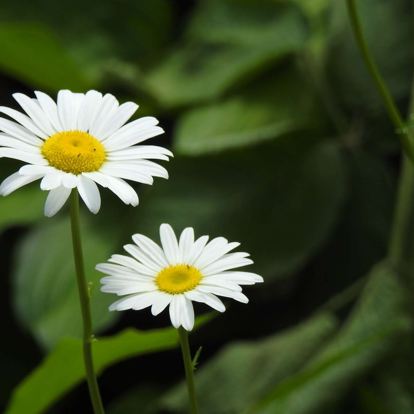 DAISIES, A PRESCRIPTION FOR THE MIND
