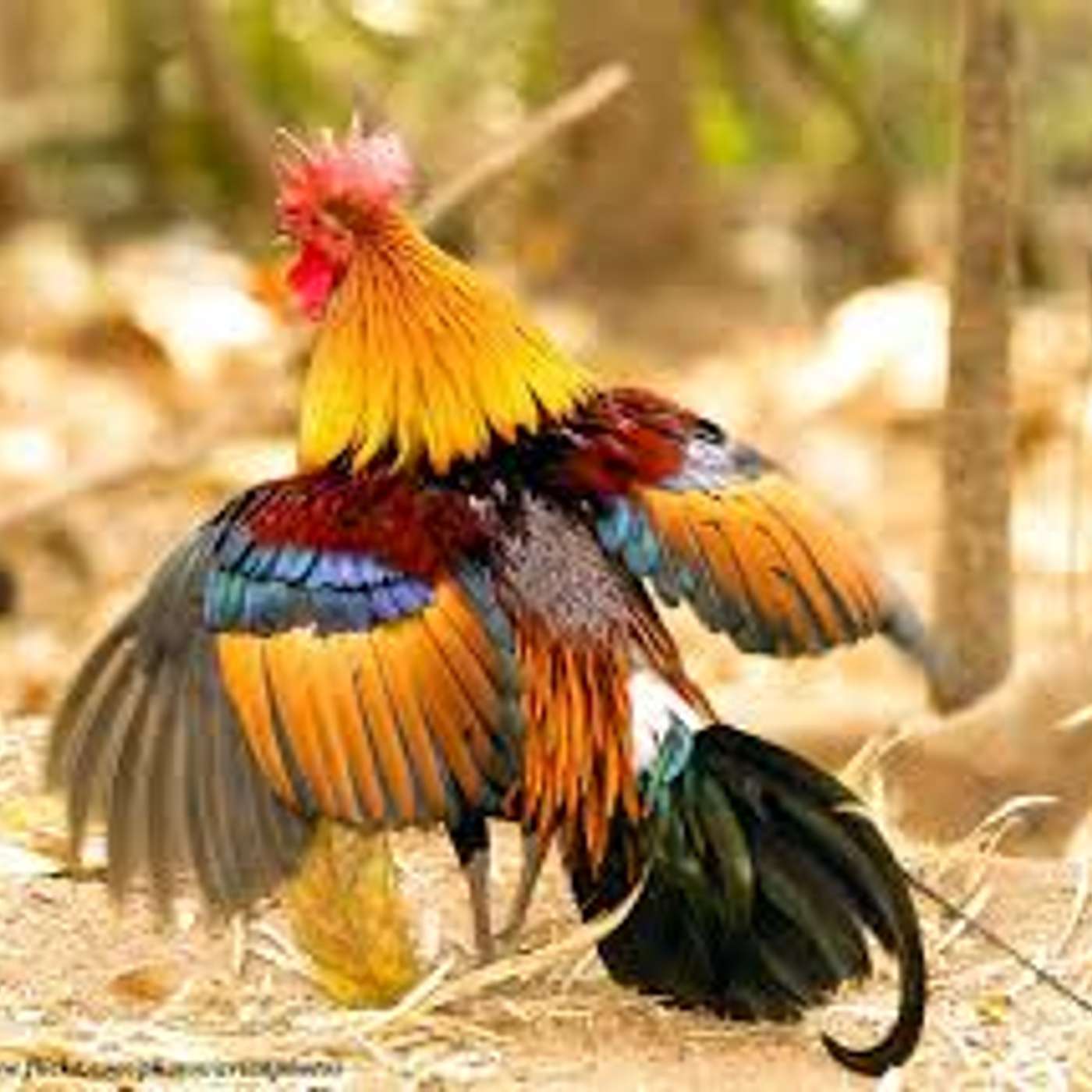 Teacher Tails - Karrer Shorts