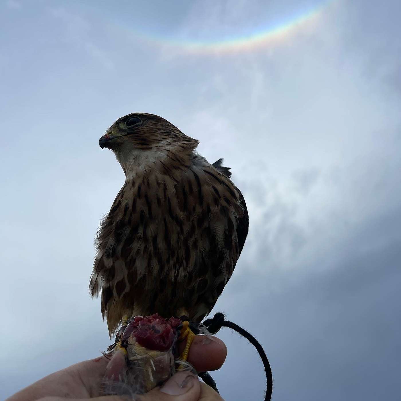 Episode 61: "Return" of the Prodigal Falcon