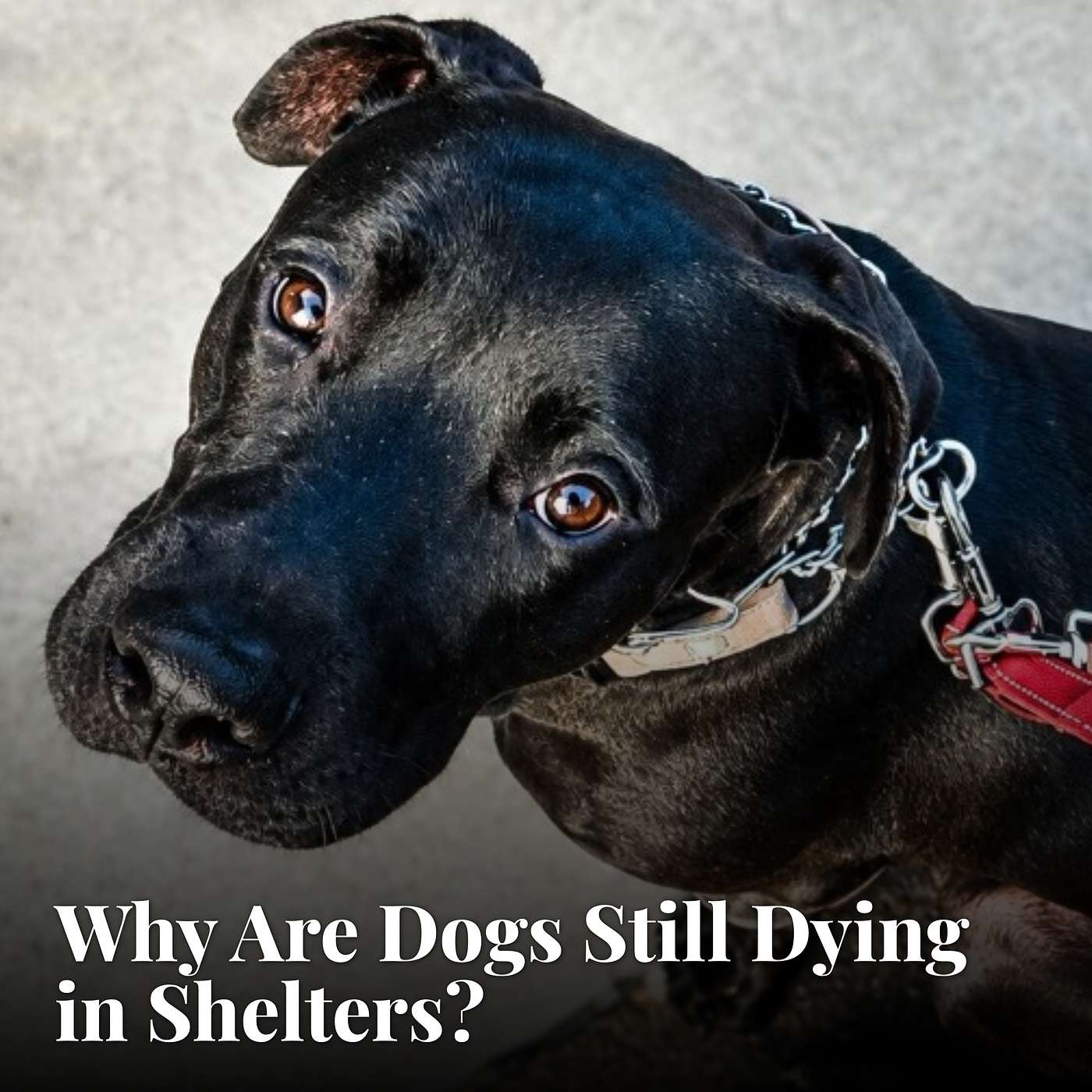 Why Are Dogs Still Dying in Shelters episode artwork