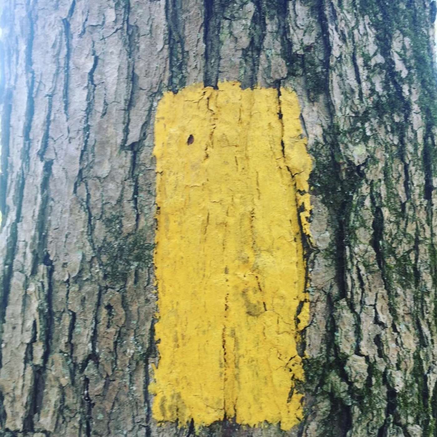 Trail Blazes