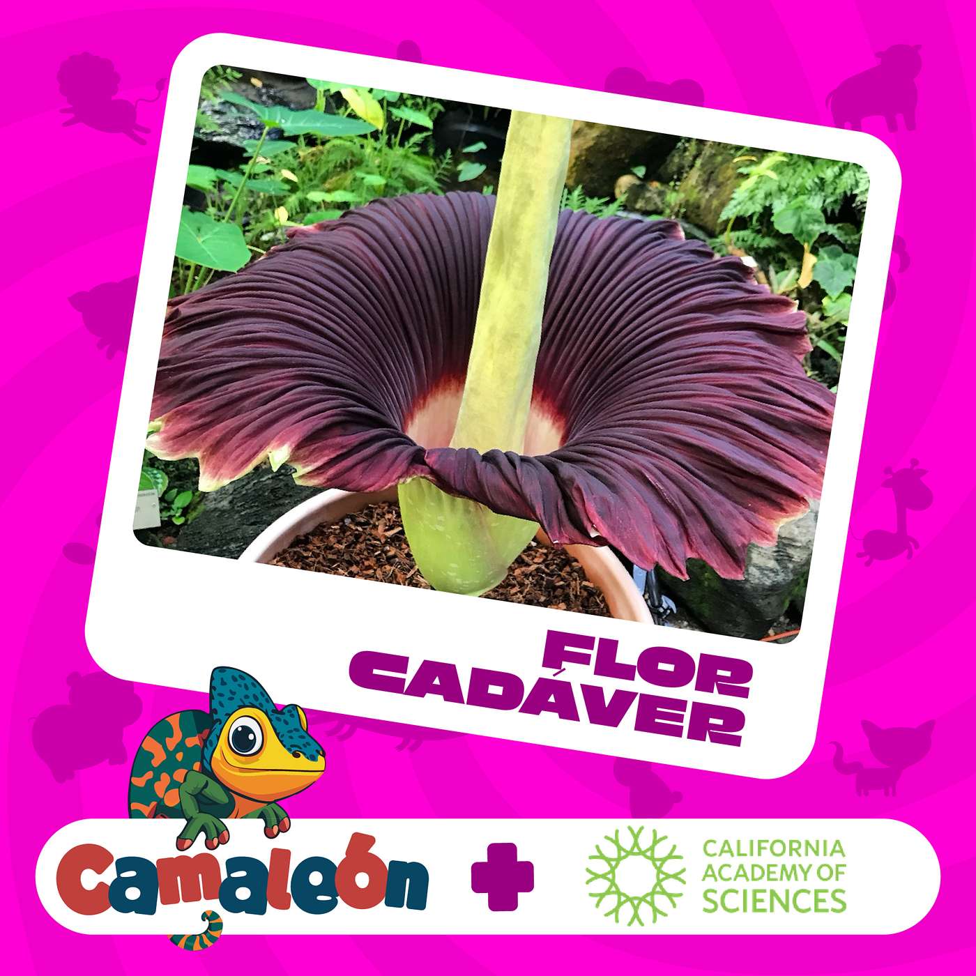 Flor Cadáver: La Planta que Huele a Carne episode artwork