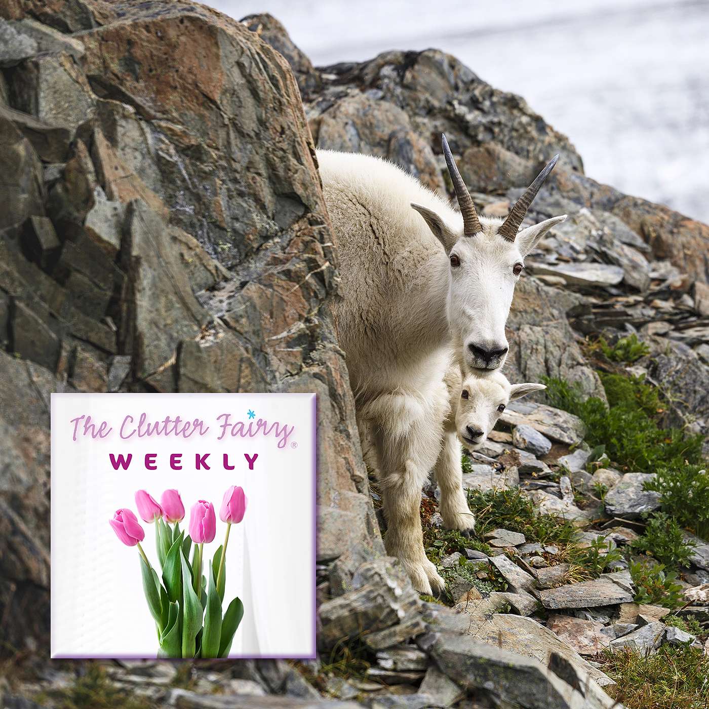 Clear the Deck: Organize to Prepare for Injury, Illness, Disability - The Clutter Fairy Weekly #281