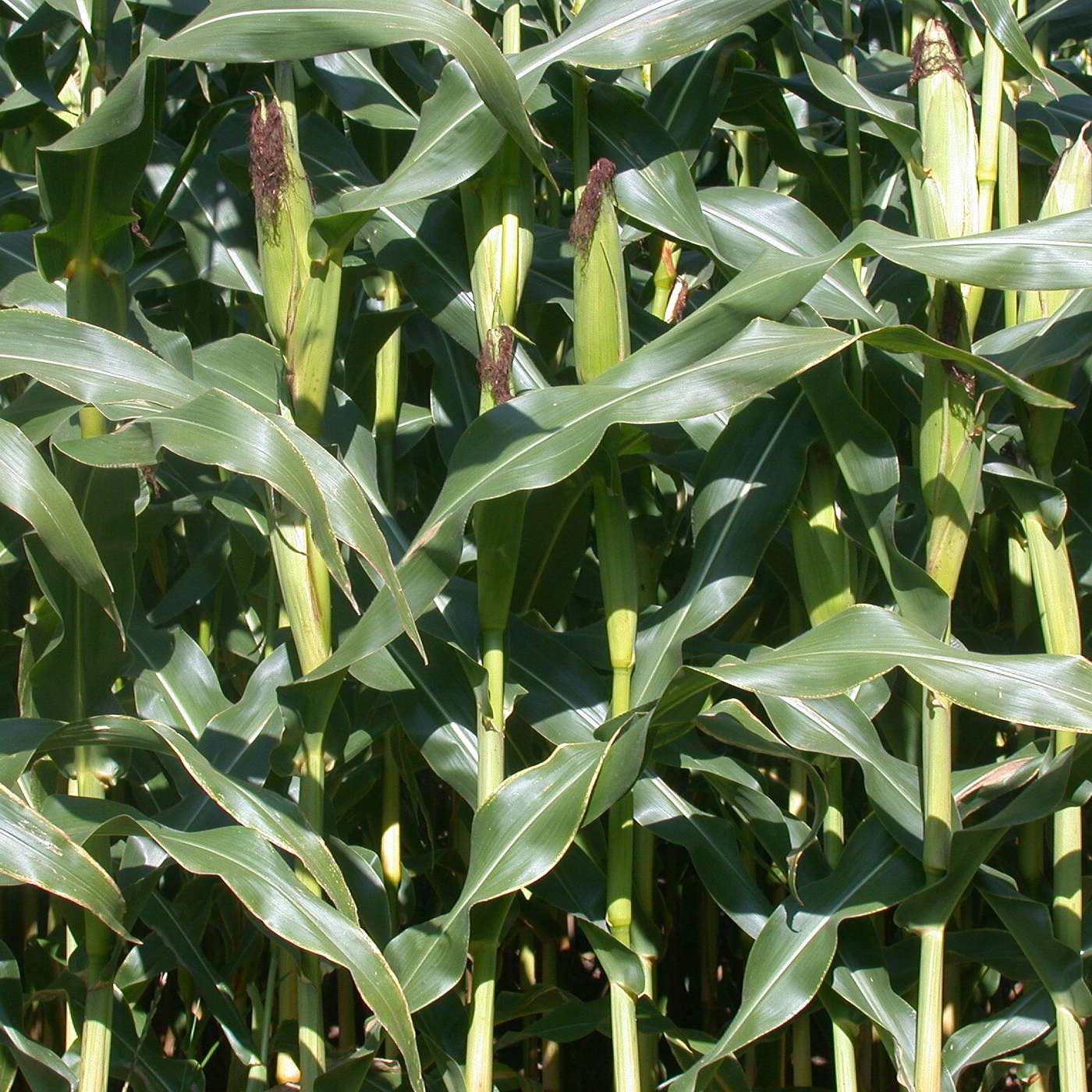 Corn: Knee high on the 4th of July