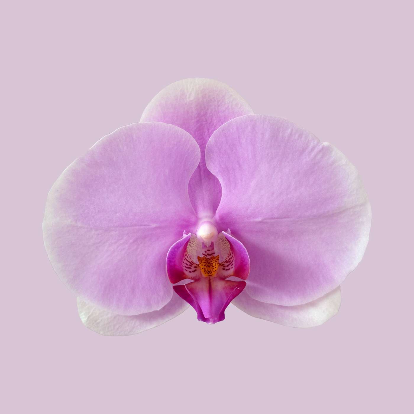 No Shrinking Violets Podcast for Women