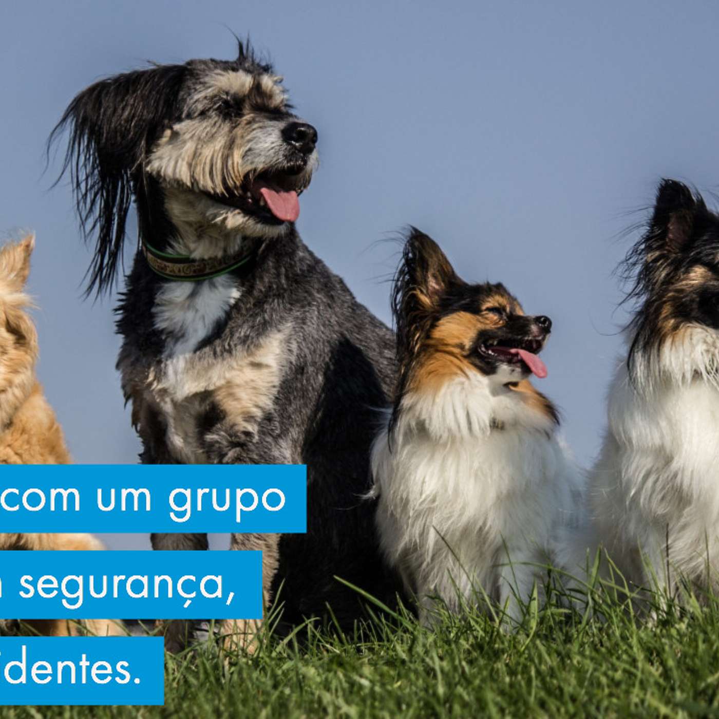 Como viver com um grupo de cães com segurança, evitando acidentes. episode artwork