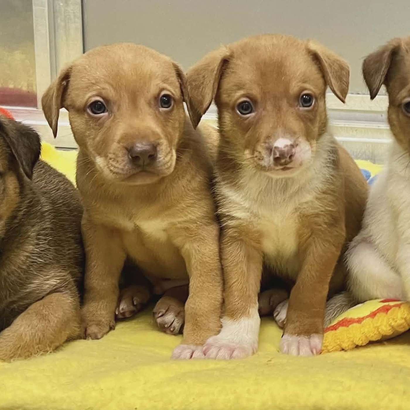 PUPPY POWER! PUPPY-PA-LOOZA! PUPPY LOVE! It's our POP-PAW-RAZZI!