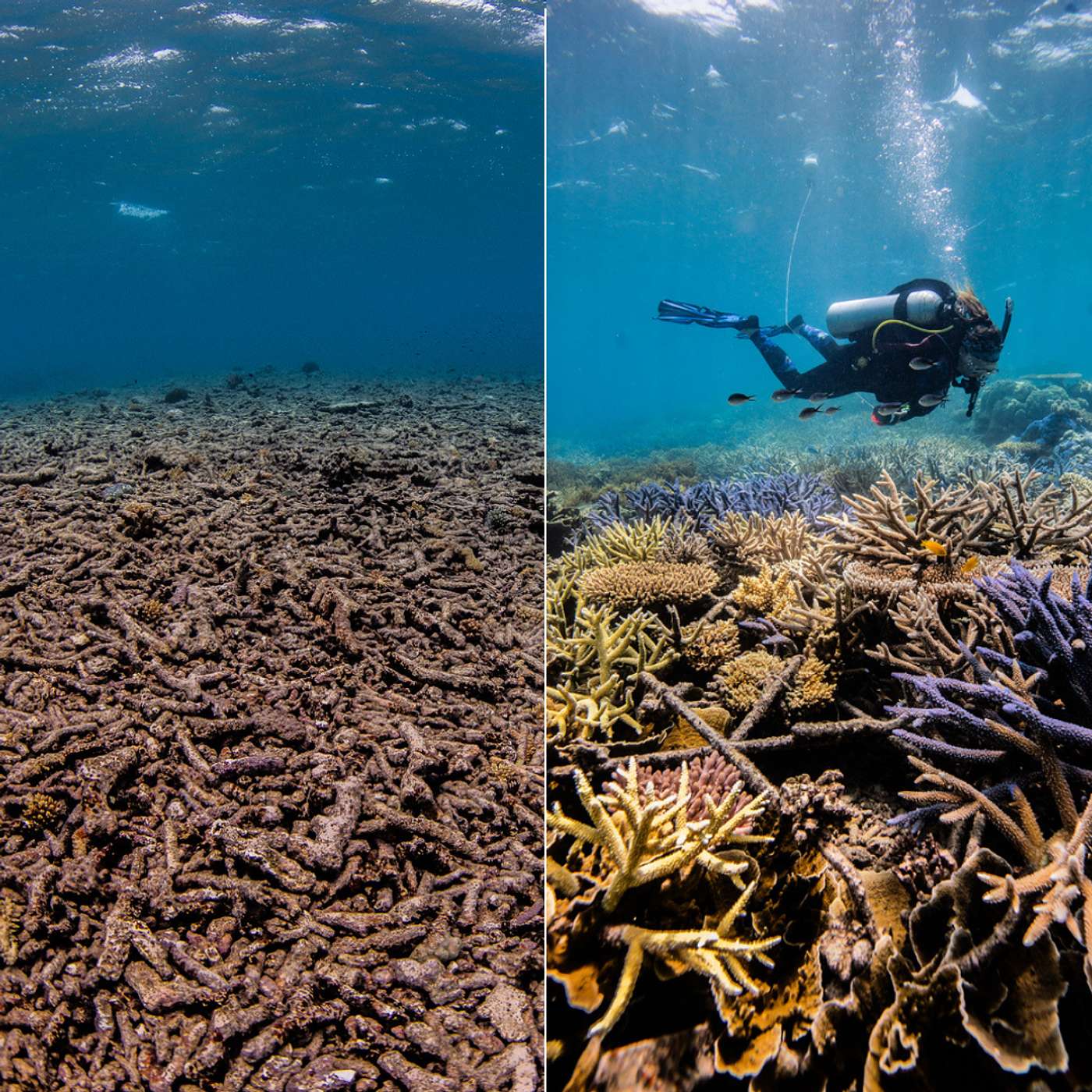 S2 E27: Stronger Storms, Stronger Solutions: Saving Coral After Cyclones