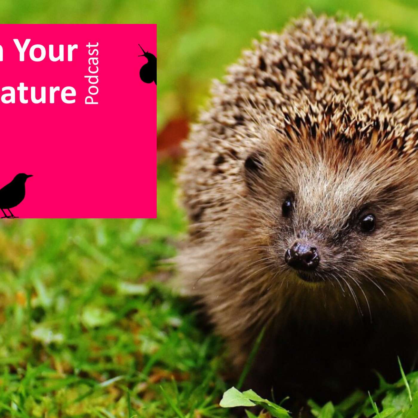 In Your Nature Ep 38 - Hedgehogs with Elaine O’Riordan