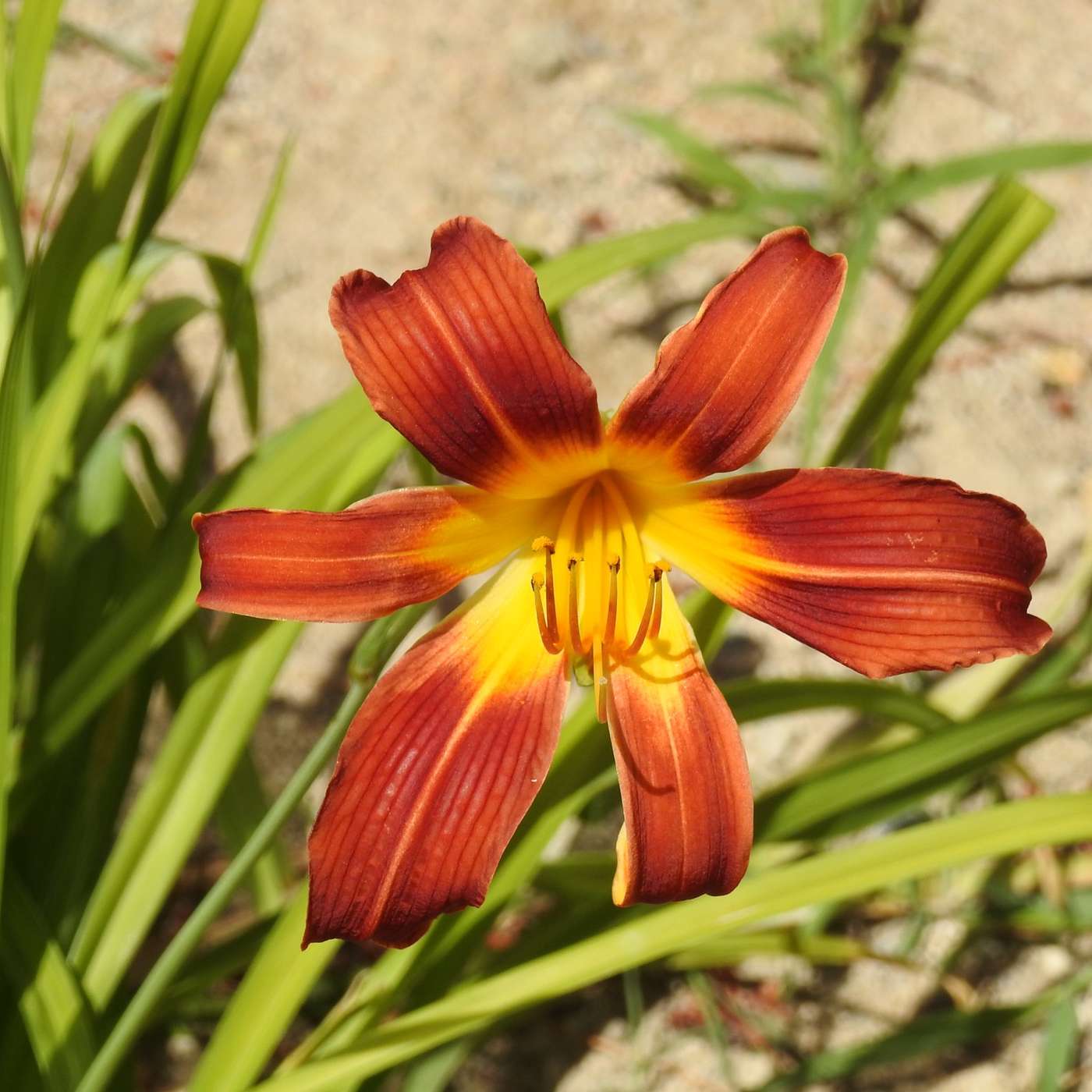 RED DAY LILIES