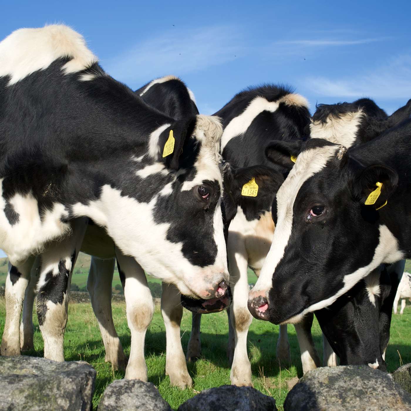 There's a huge herd of cows in the COProom episode artwork
