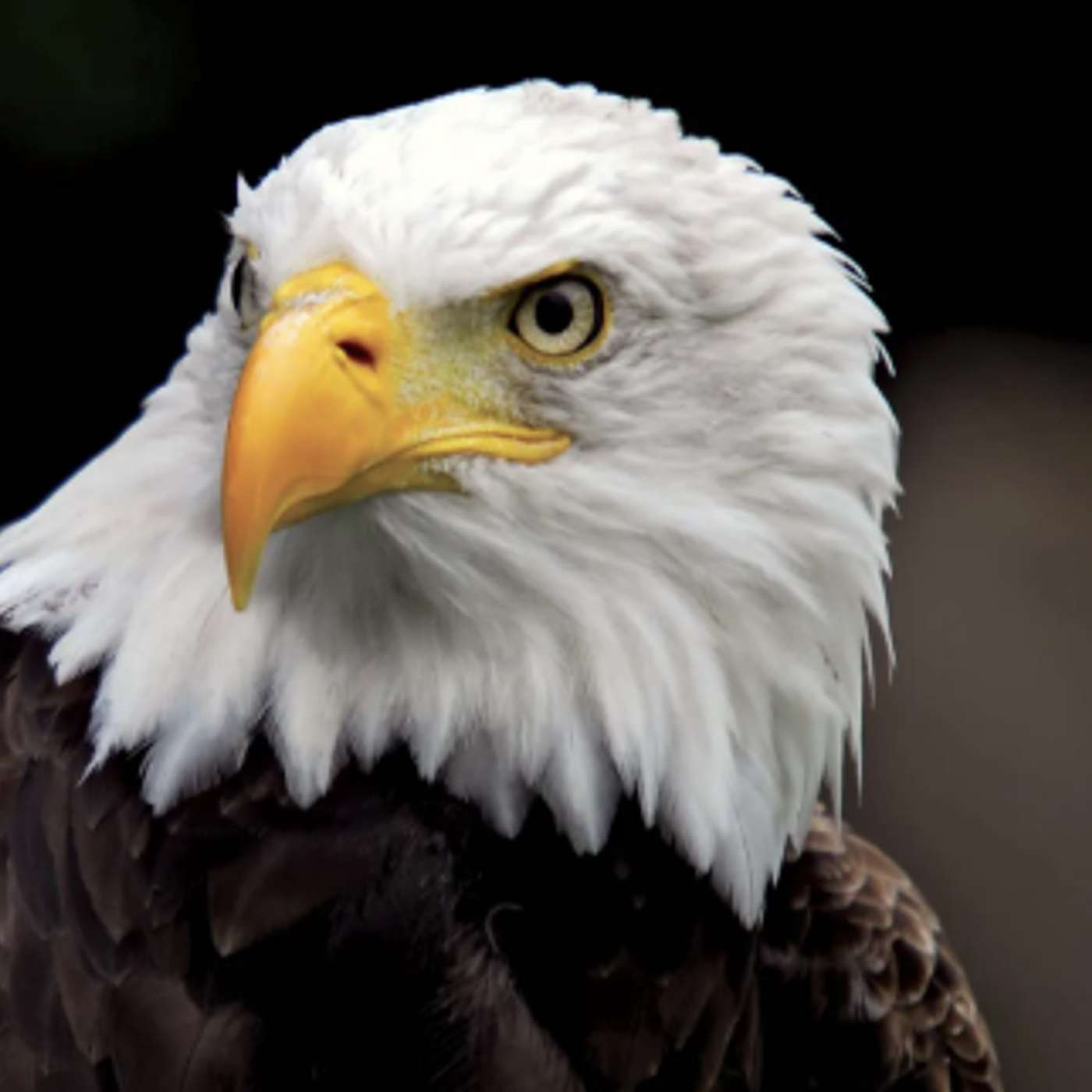 169: The Raptor (Isaiah 44-47)