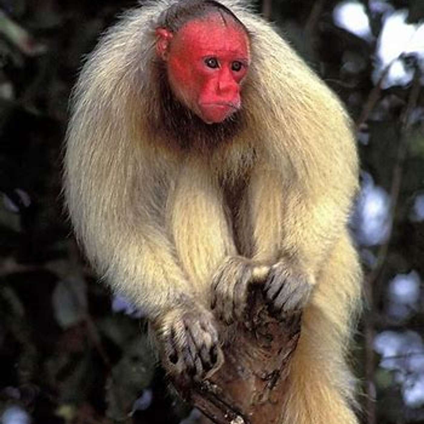 Mammalwatching