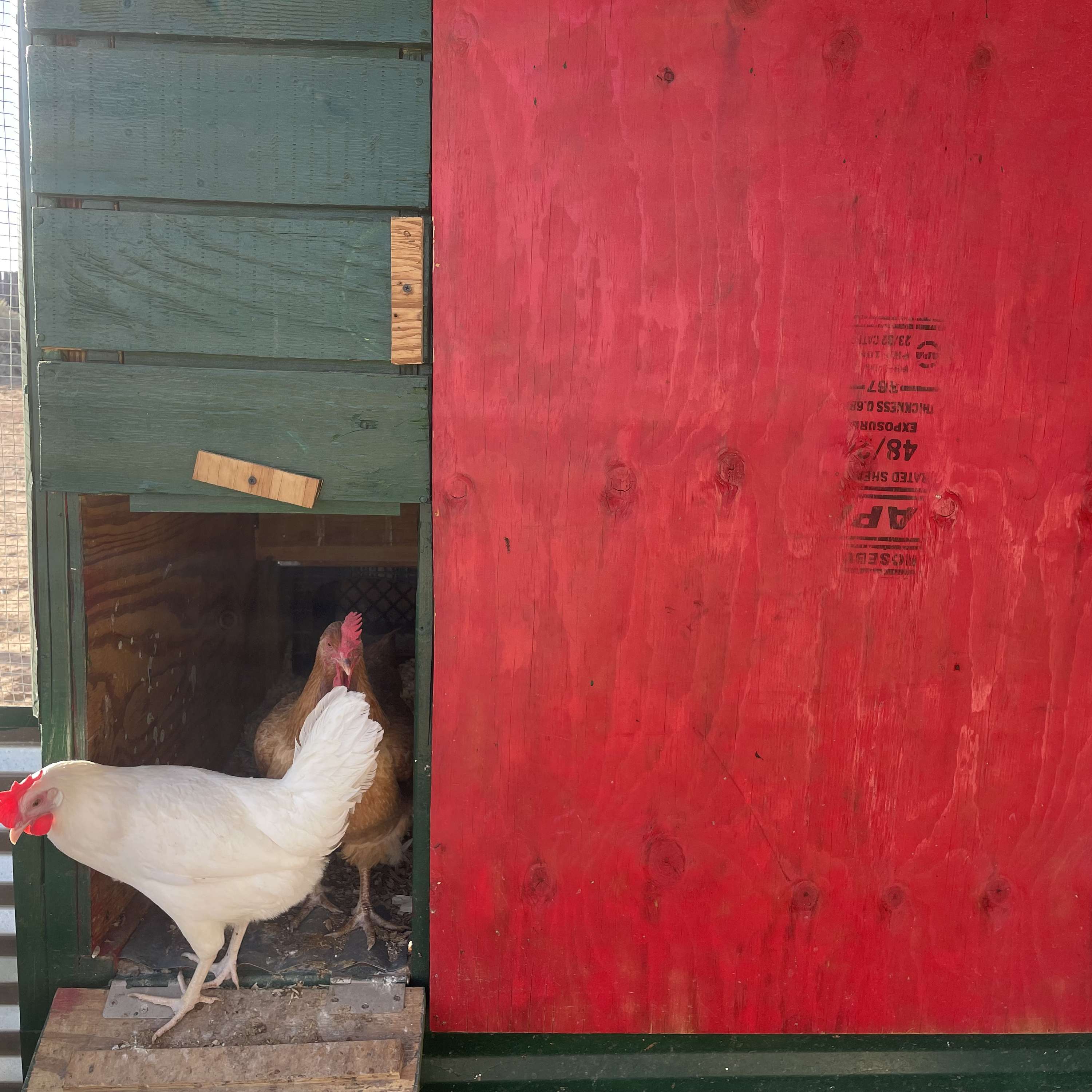 To Fly a Coop