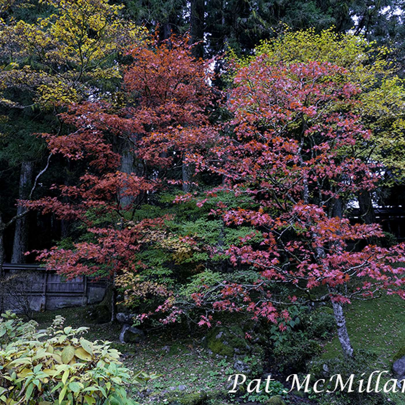 Yoga Nidra Meditation ©2024