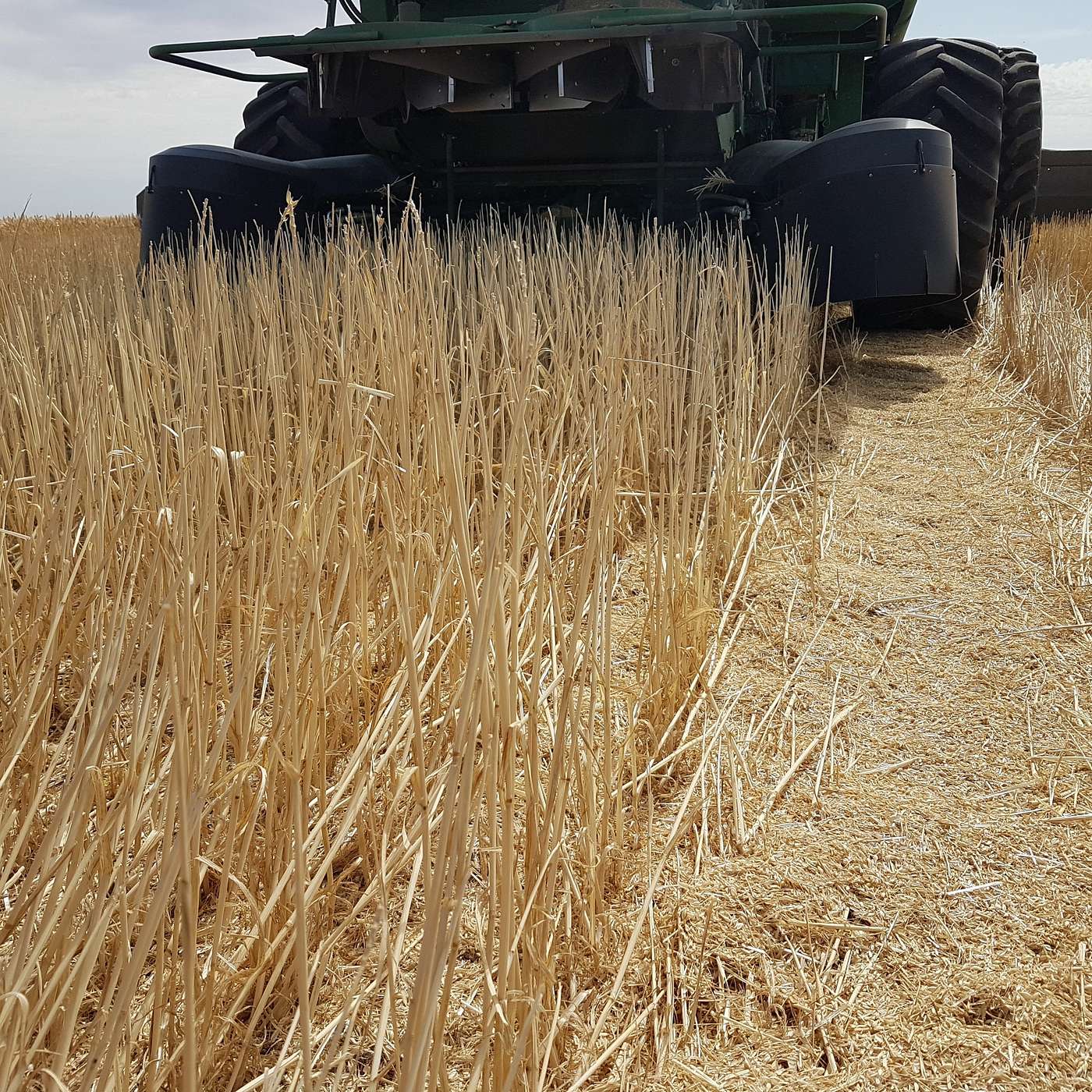 Stripper front and chaff deck system explainer and grain storage tips