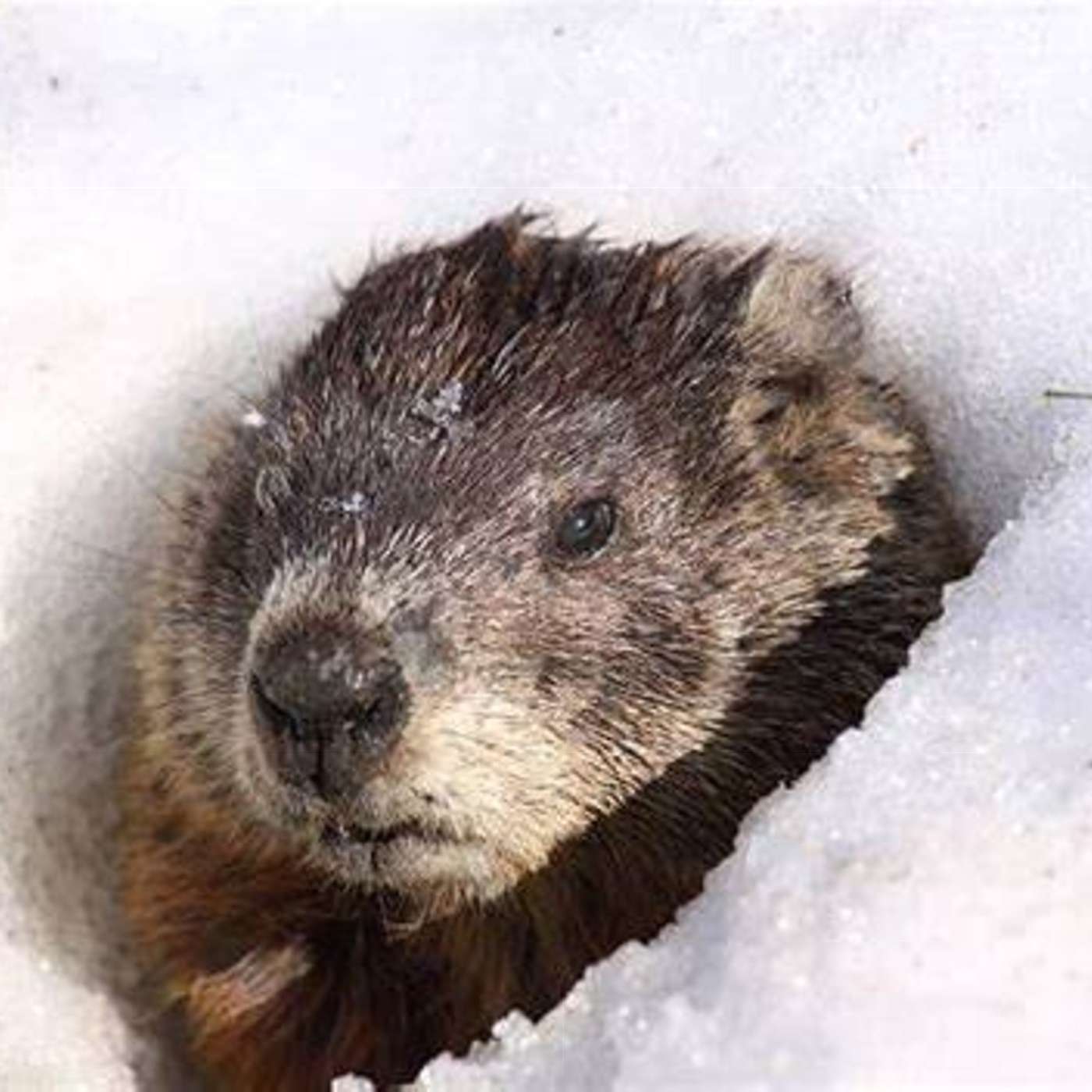 CELEBRATING GROUND HOGS DAY