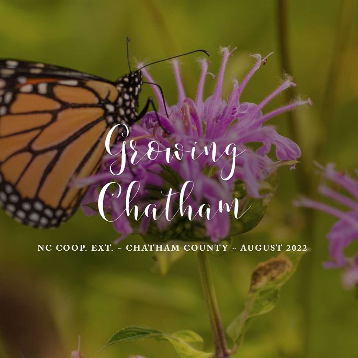 Growing Chatham August 2022  Edition episode artwork