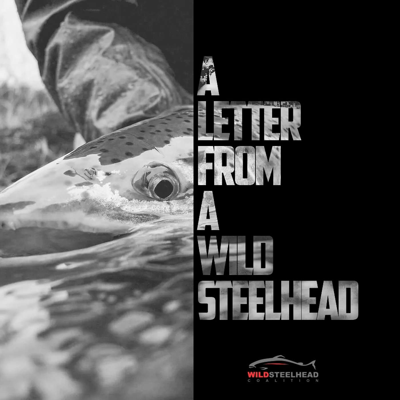 A Letter From A Wild Steelhead episode artwork