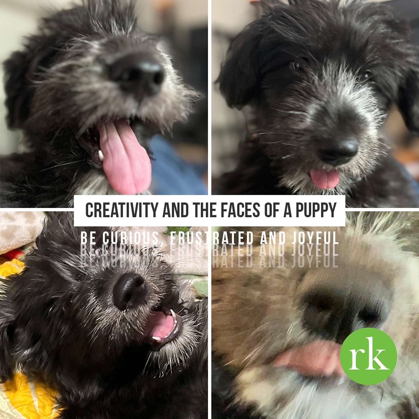 Creativity and the Faces of a Puppy: Be Curious, Frustrated and Joyful.