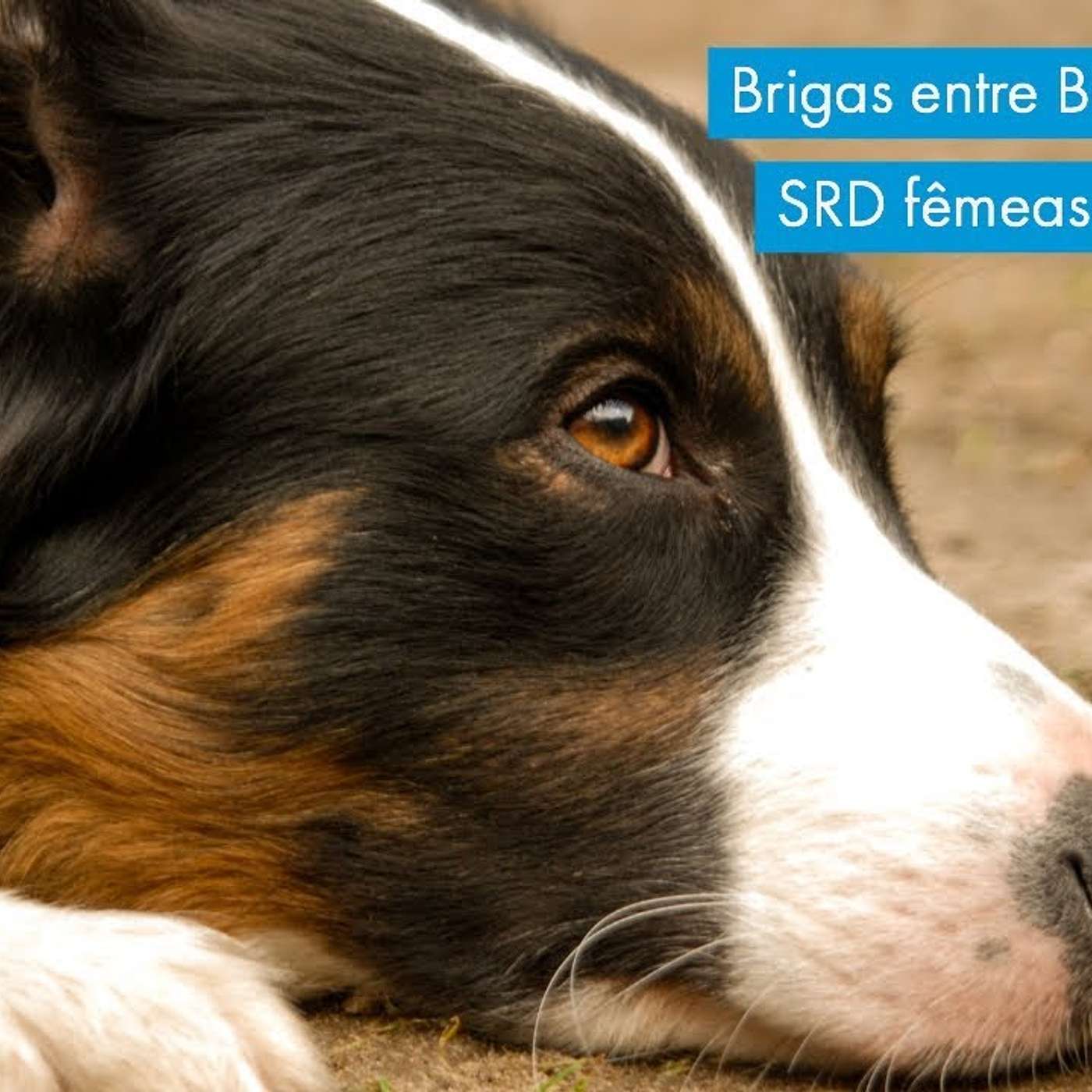 Brigas entre Border Collie e SRD fêmeas por "ciúmes". episode artwork