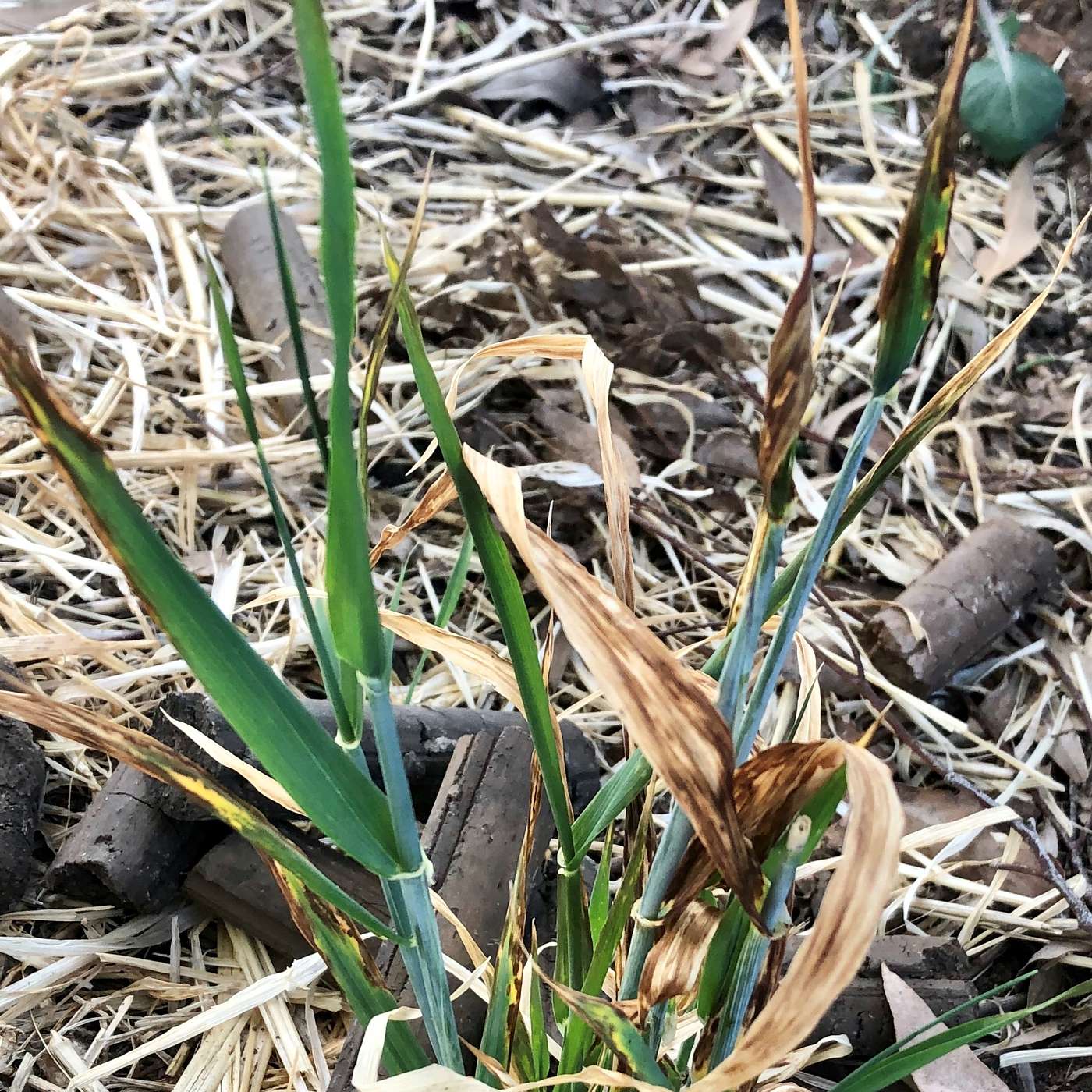 NSW DPIRD Agronomy
