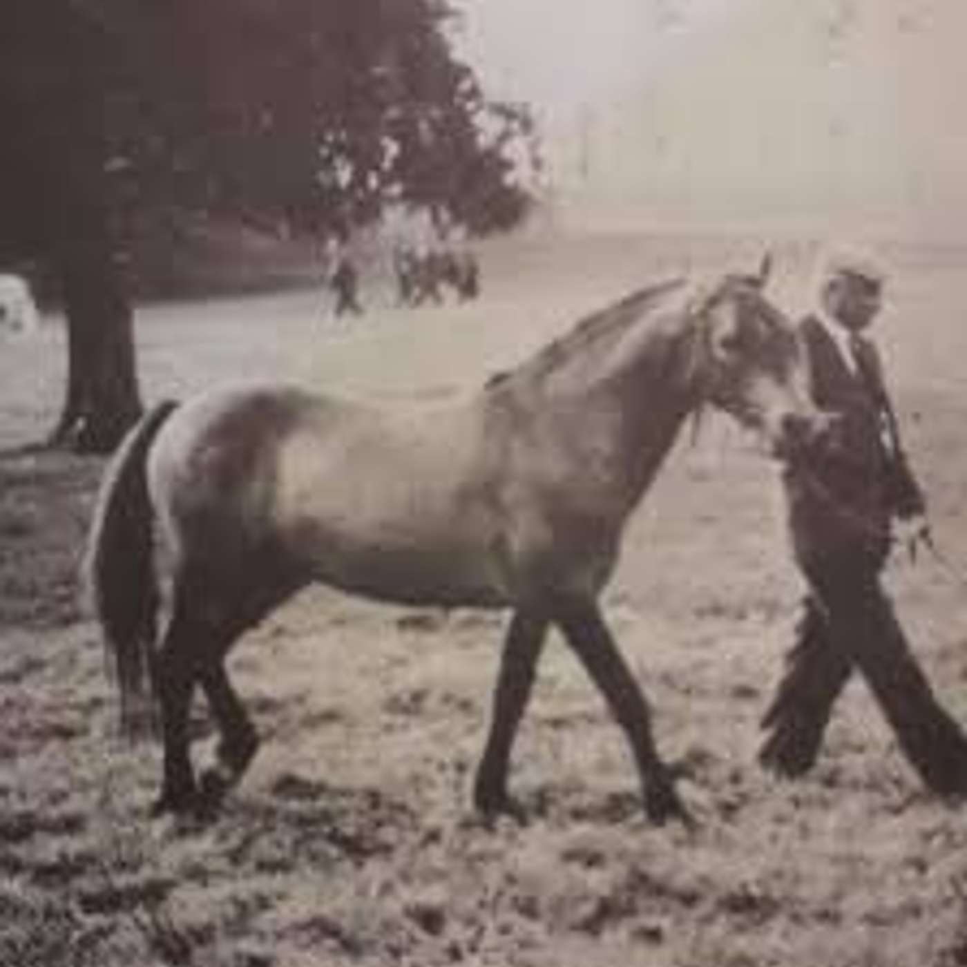 The Hidden History of the Connemara Pony: In Conversation with Tom MacLochlainn episode artwork