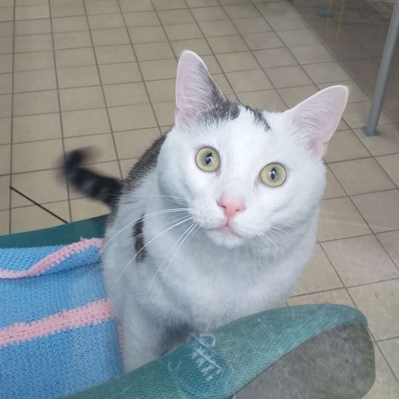 217 Edinburgh Dog and Cat Home - Coming out of Lockdown