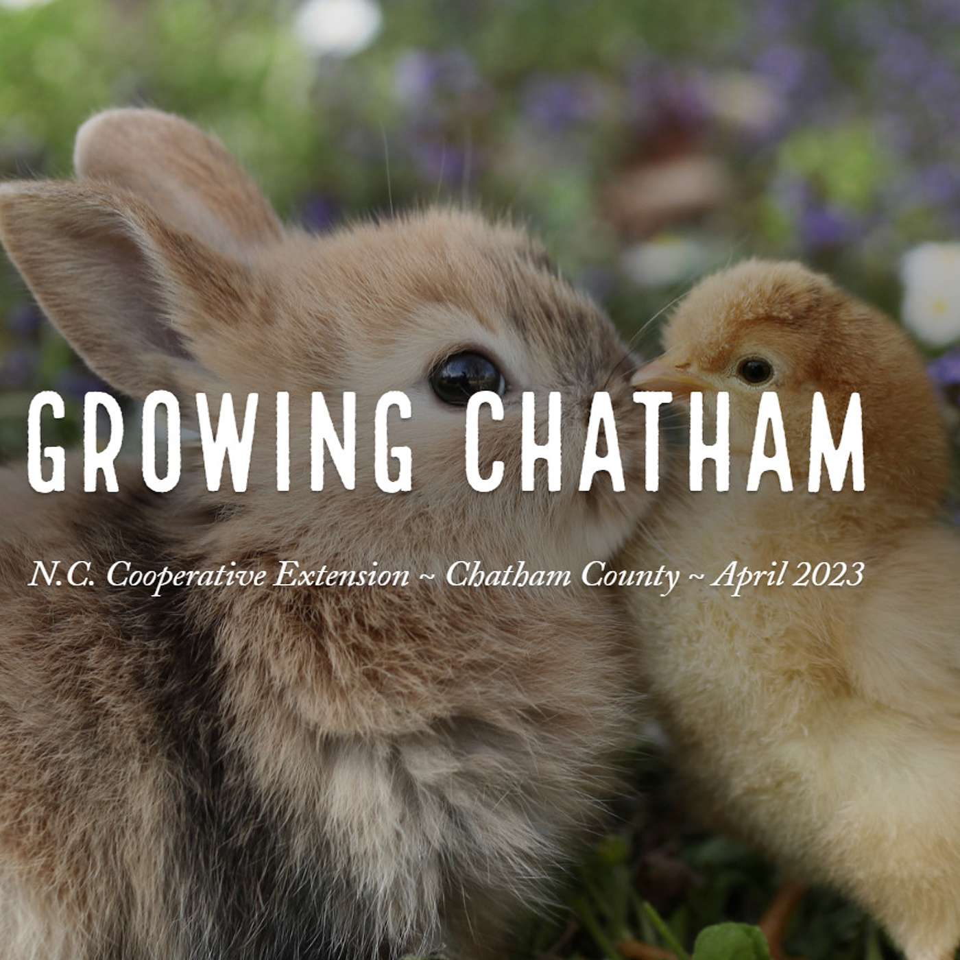 Growing Chatham April 2023 Edition episode artwork