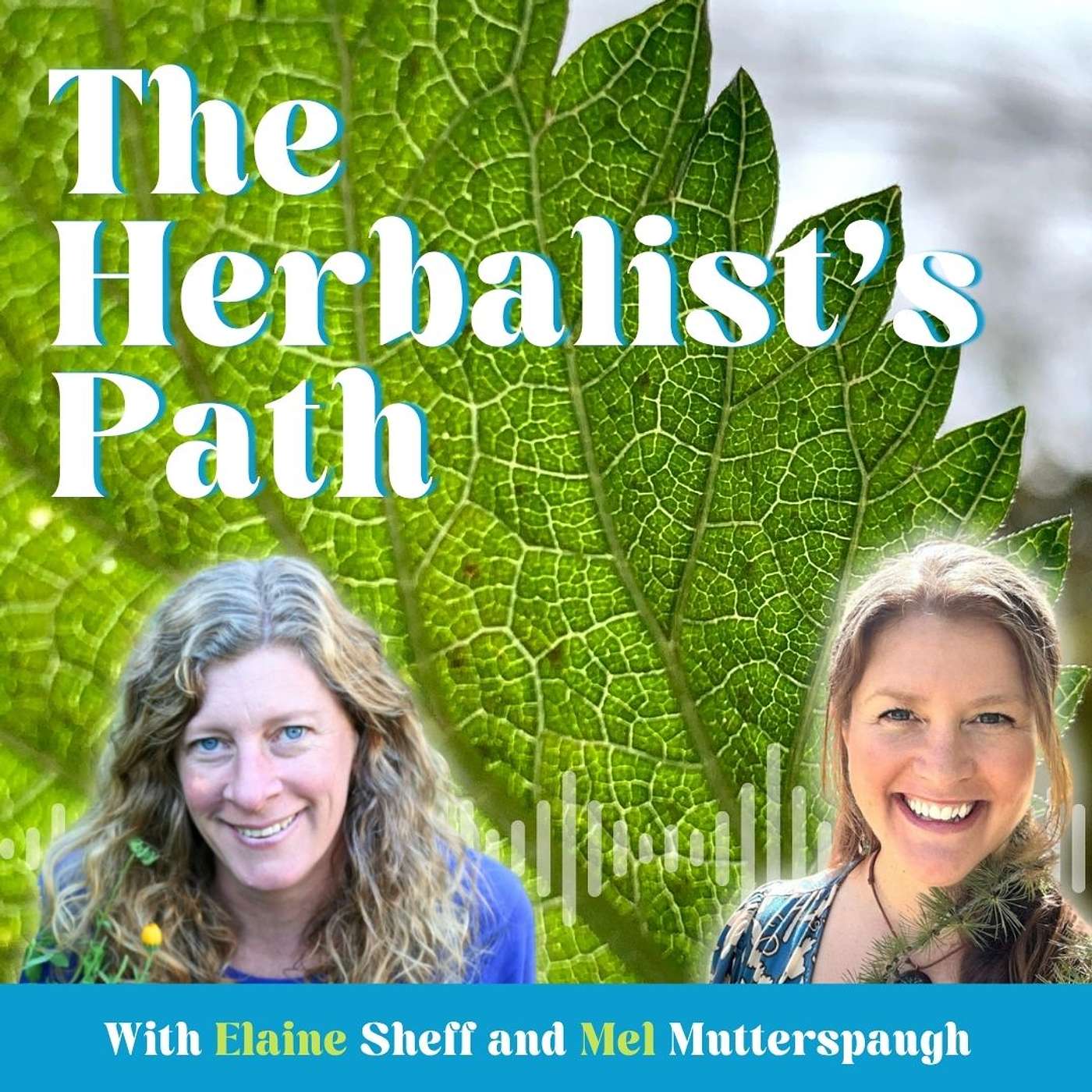 Herbalism for Resilience: Ethical Wildcrafting and Connection with Elaine Sheff episode artwork