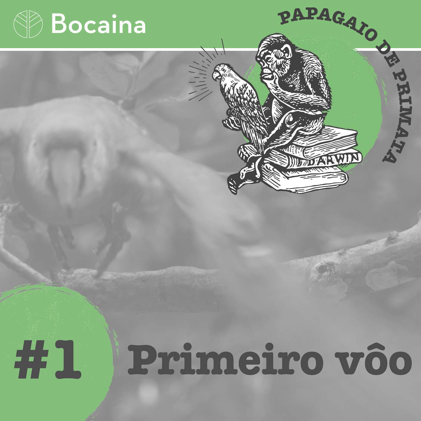 Papagaio de Primata