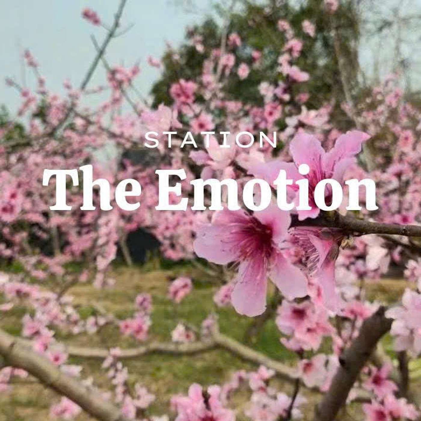 THE EMOTION STATION - 56 - Gieo yêu thương