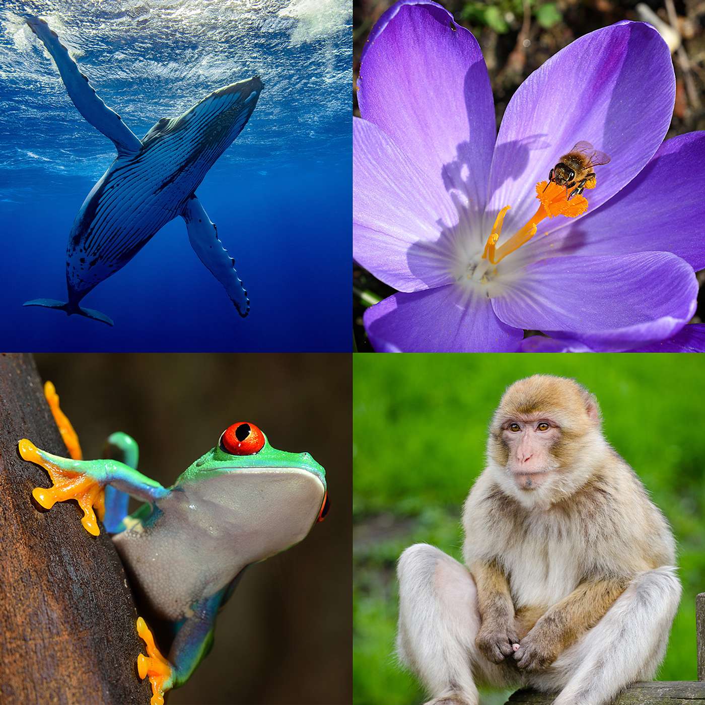 Managing The Threats To Biodiversity
