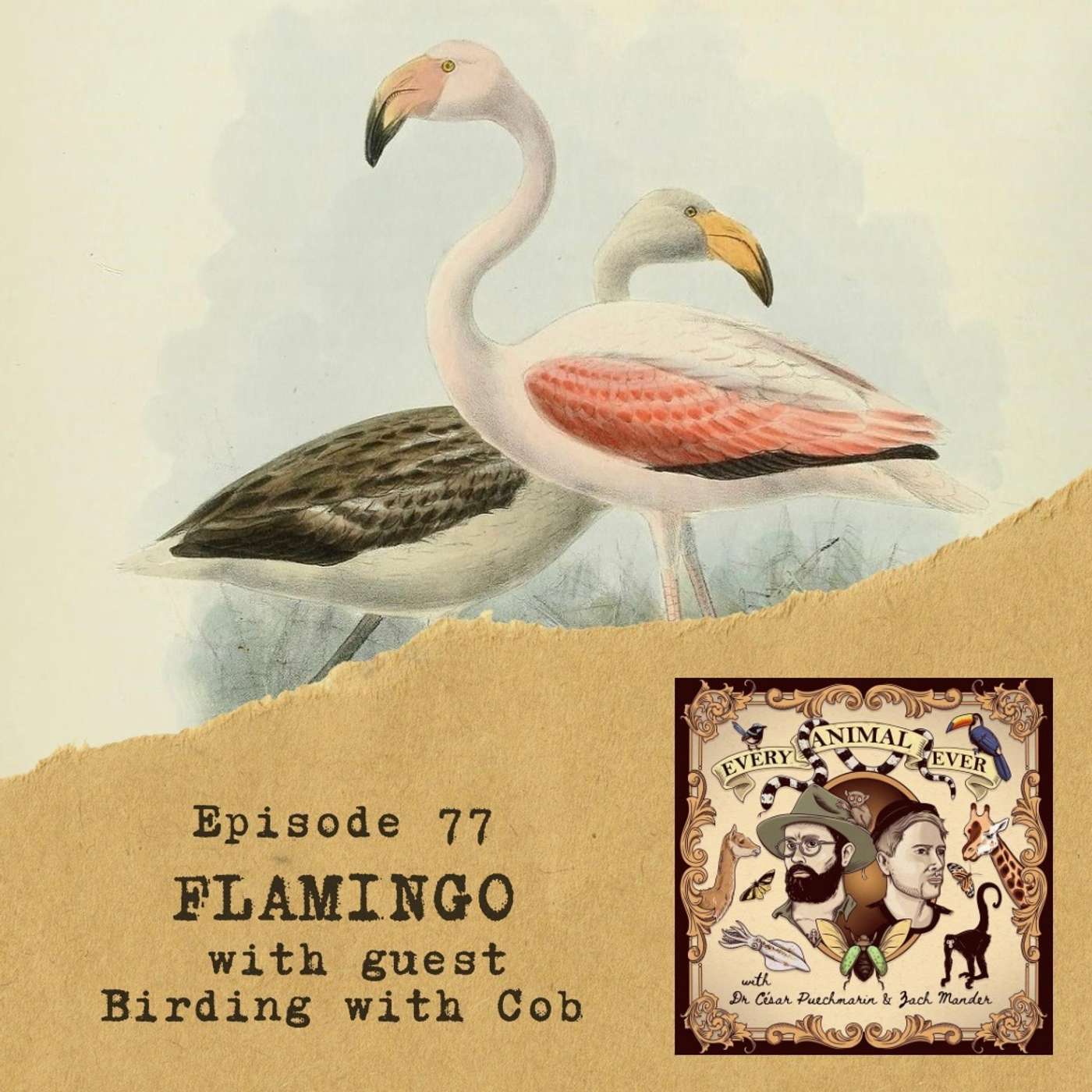 77 - Flamingo - with guest Birding with Cob