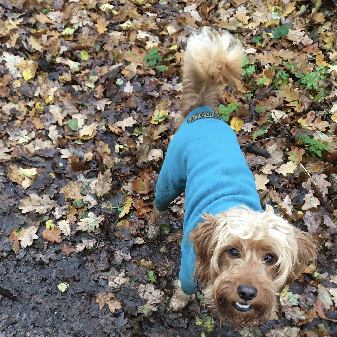 Park Creatures